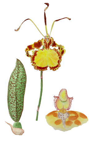 Butterfly orchid cultivar